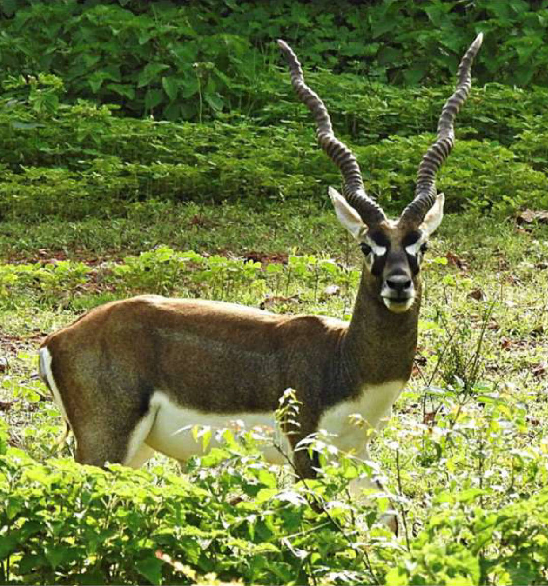 Black Buck reserve-01