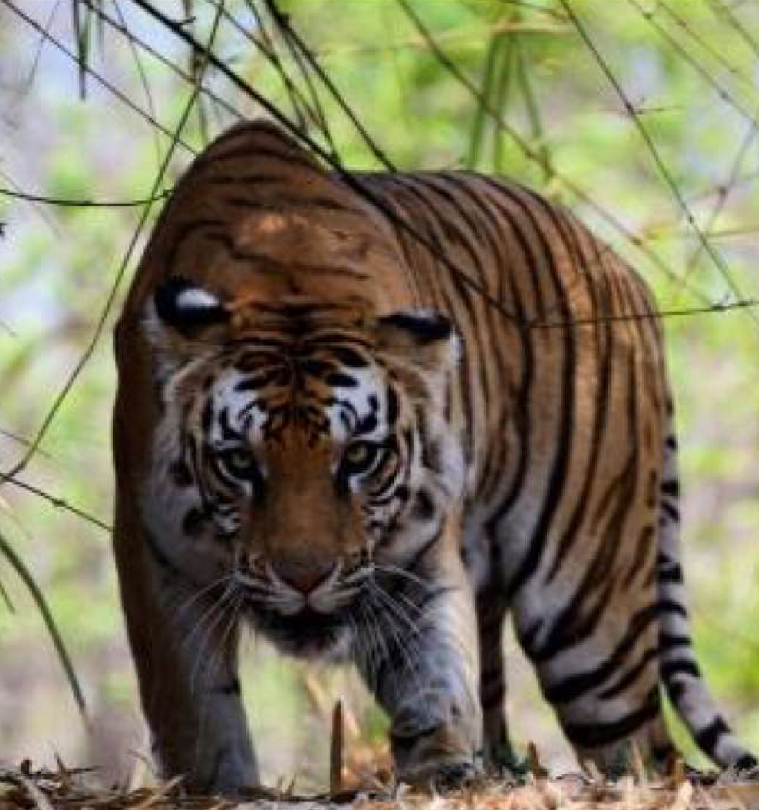 Lion,Tiger safari-01