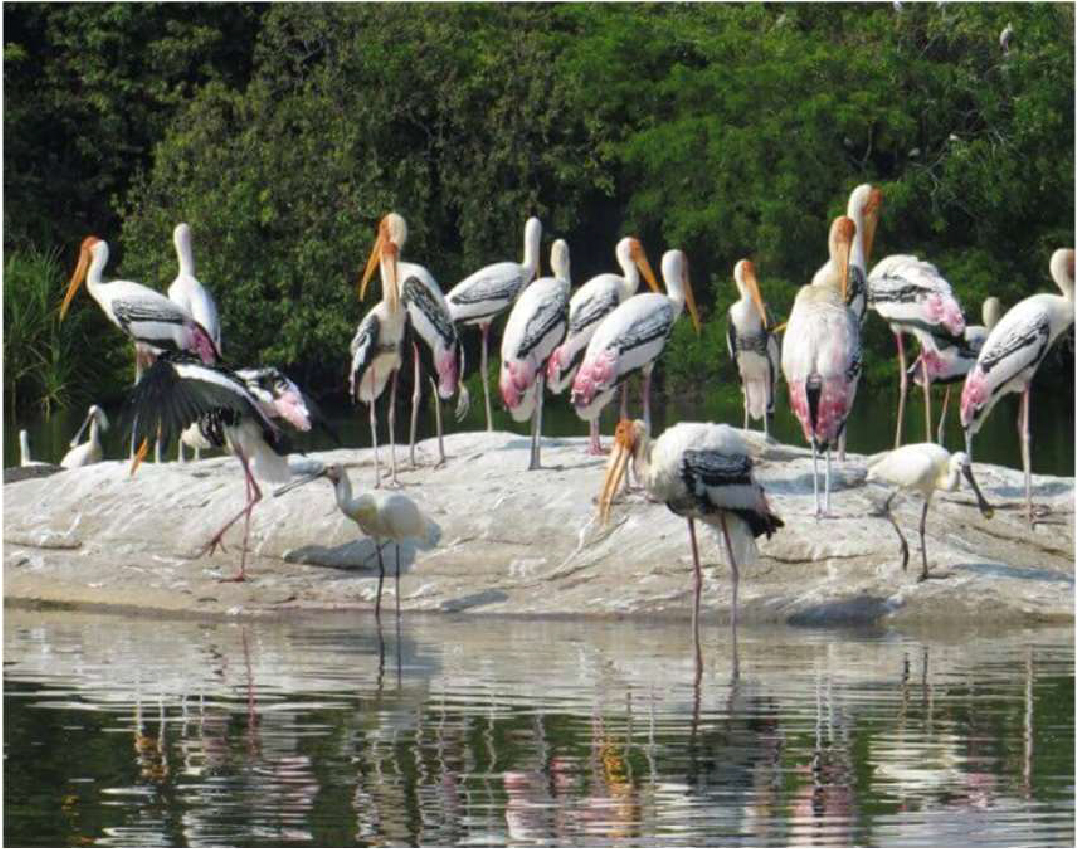 Mandagadde bird sanctuary-01