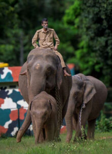 Sakrebyle elephant camp-01